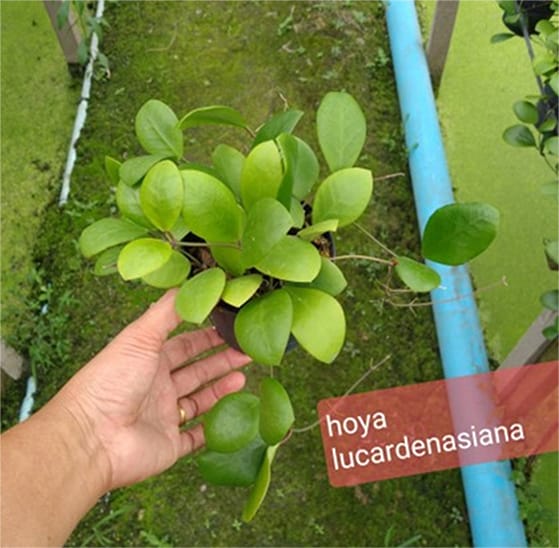 Hoya lucardenasiana large plant