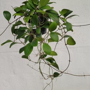 Hoya lucardenasiana for sale