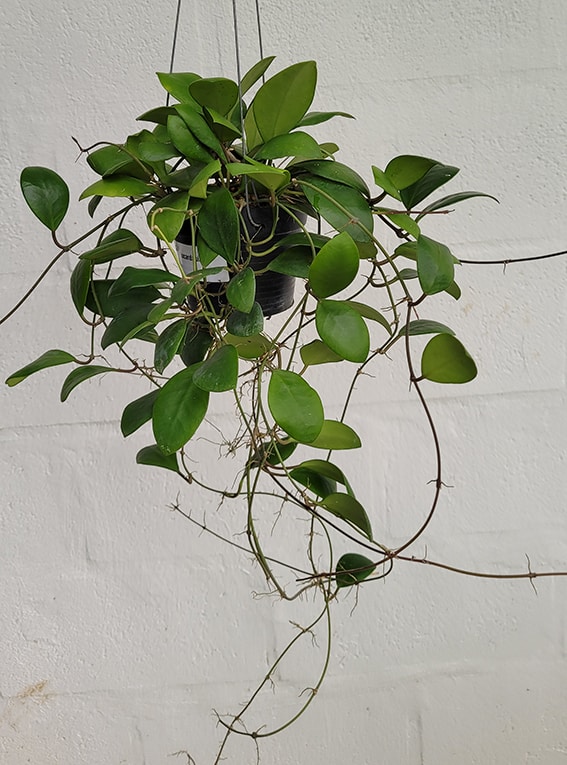Hoya lucardenasiana for sale