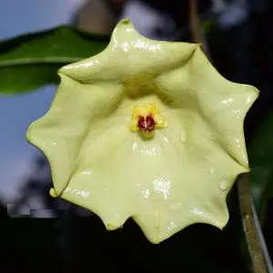 Hoya mappigera yellow (Sabah) corona