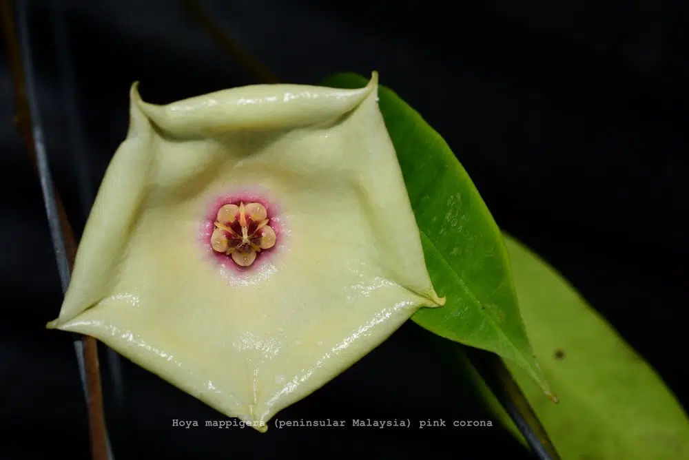 Hoya mappigera (peninsular Malaysia) 'Pink corona'