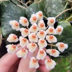 Hoya maxima 'Red corona' flowering