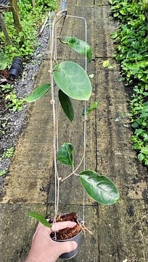 Hoya megalaster large plant for sale
