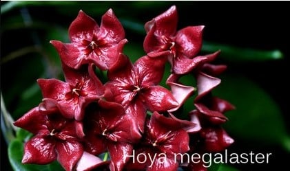 Hoya megalaster flowering