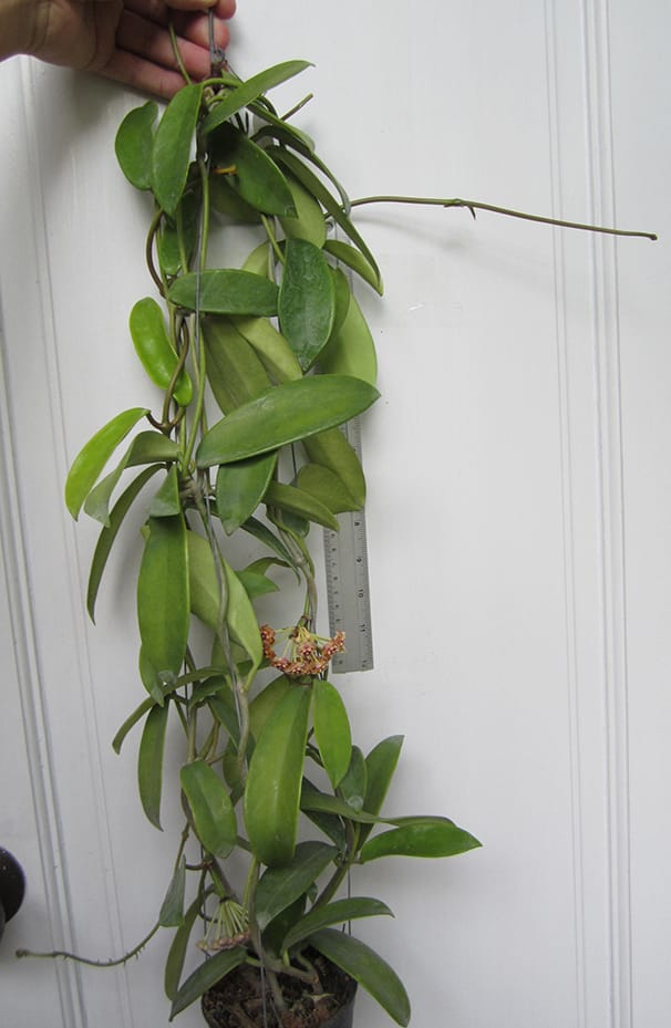 Hoya meliflua large plant