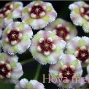 Hoya meliflua flowers