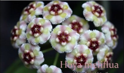 Hoya meliflua flowers
