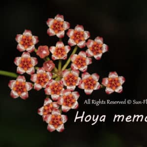 Hoya memoria flowers