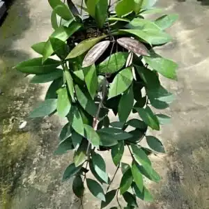 Large Hoya memoria plant