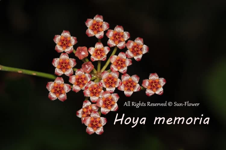Hoya memoria flowers