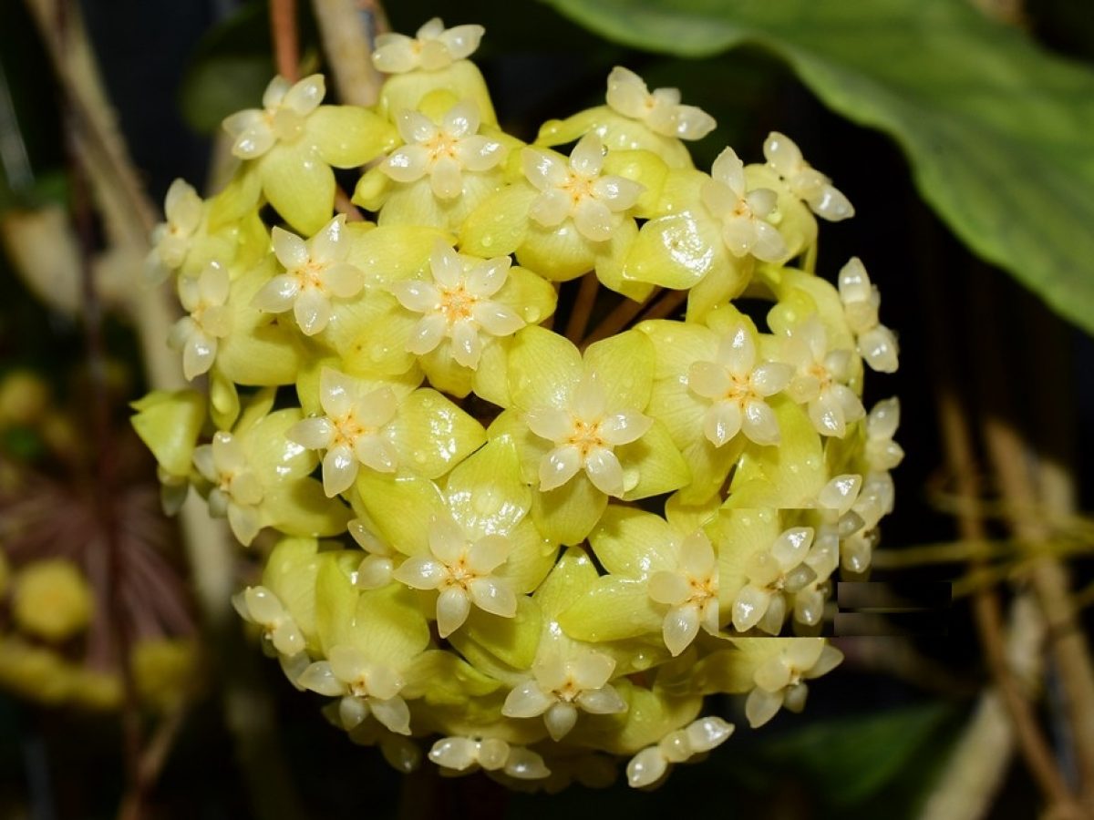 Hoya-meredithii-1200x900.jpg