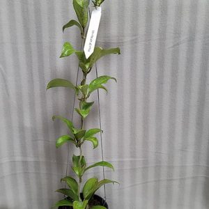 Hoya merrillii large plant for sale