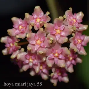 Hoya miara jaya