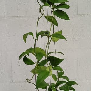 Hoya minahassae large plant for sale
