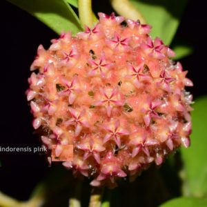 Hoya mindorensis 'Pink'