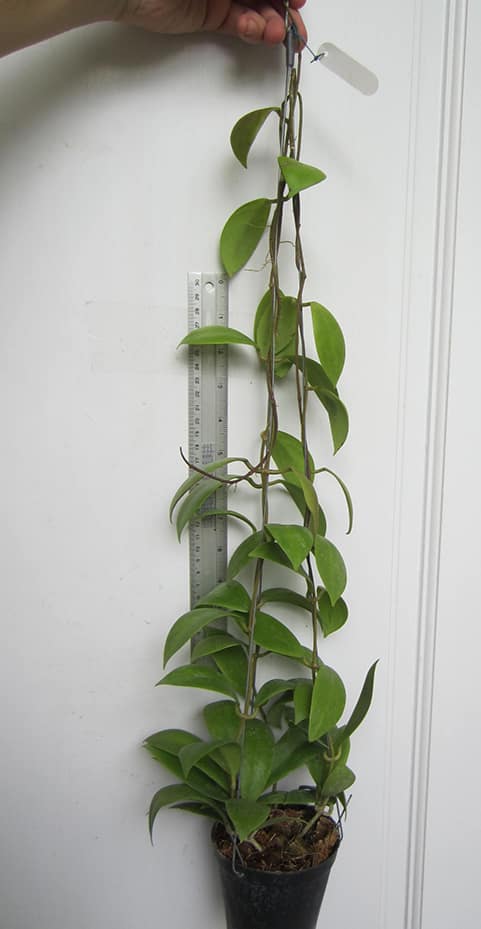 Hoya mindorensis 'Red star' large plant