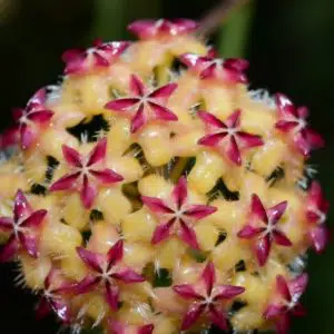 Hoya mindorensis 'Red star'