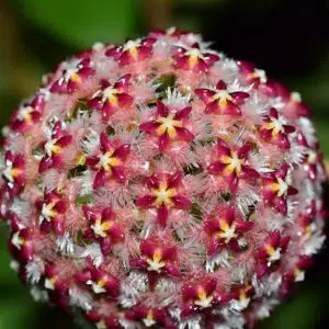 Hoya mindorensis ssp. superba