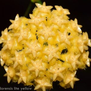 Hoya mindorensis 'Yellow'