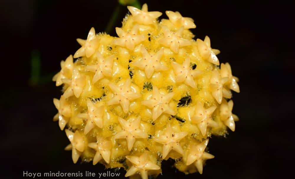Hoya mindorensis 'Yellow'