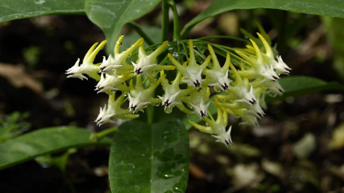Hoya multiflora - rooted cutting - Tropics @Home