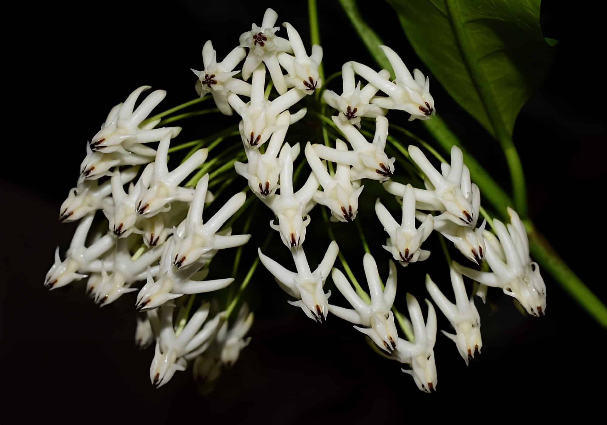 Buy Hoya multiflora white online