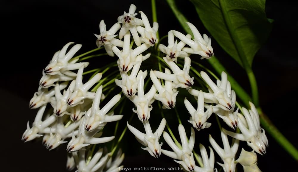 Hoya multiflora white