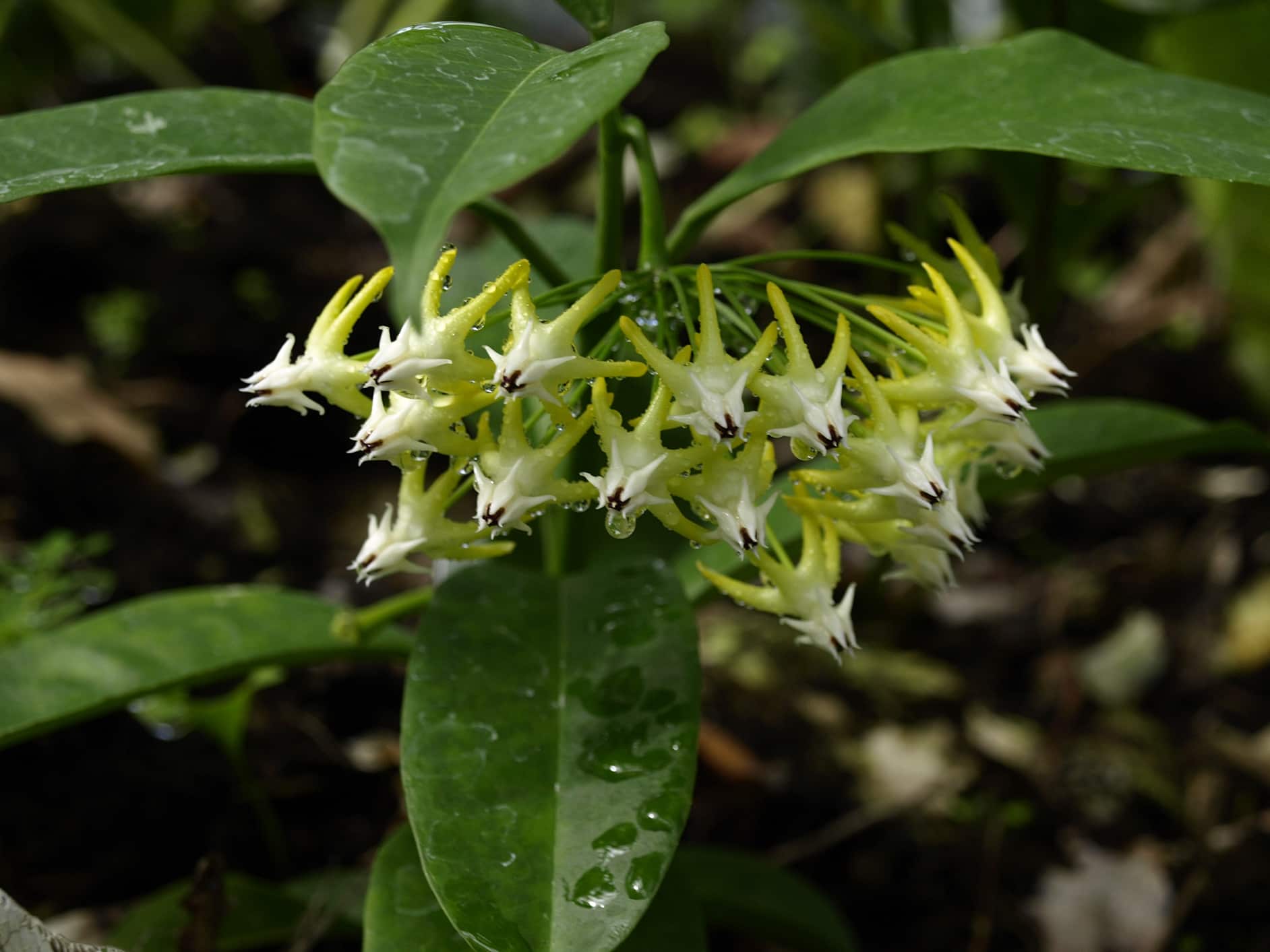 Hoya multiflora – rooted cutting