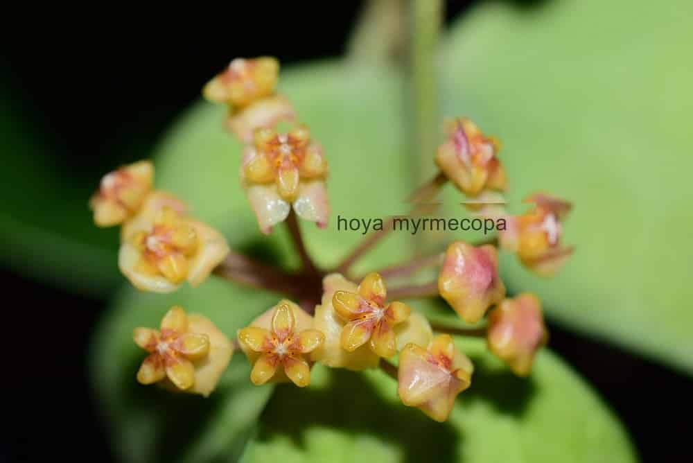 Hoya myrmecopa 'Yellow'