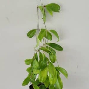 Hoya neo ebitica for sale