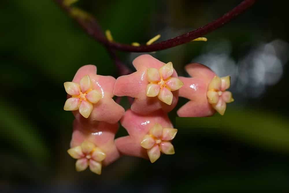 Hoya neoebudica flowers