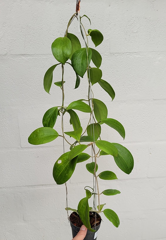Hoya nicholsoniae large plant