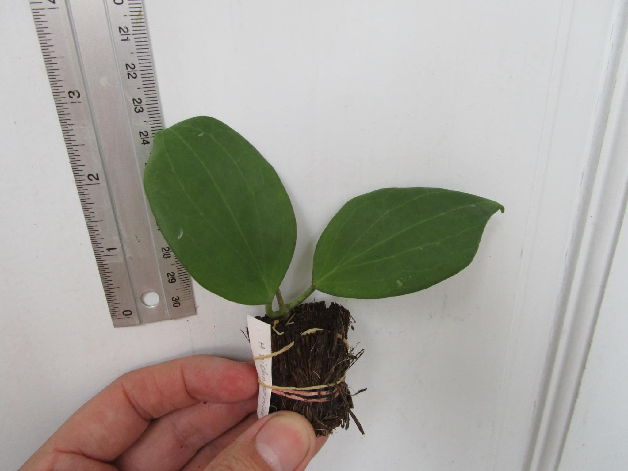 Hoya nicholsoniae rooted cutting