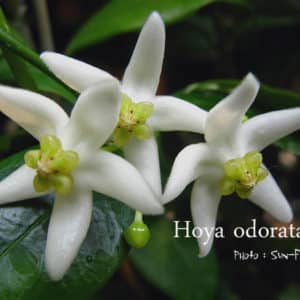 Hoya odorata