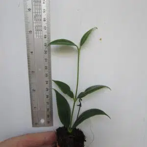 Hoya odorata/cembra foliage
