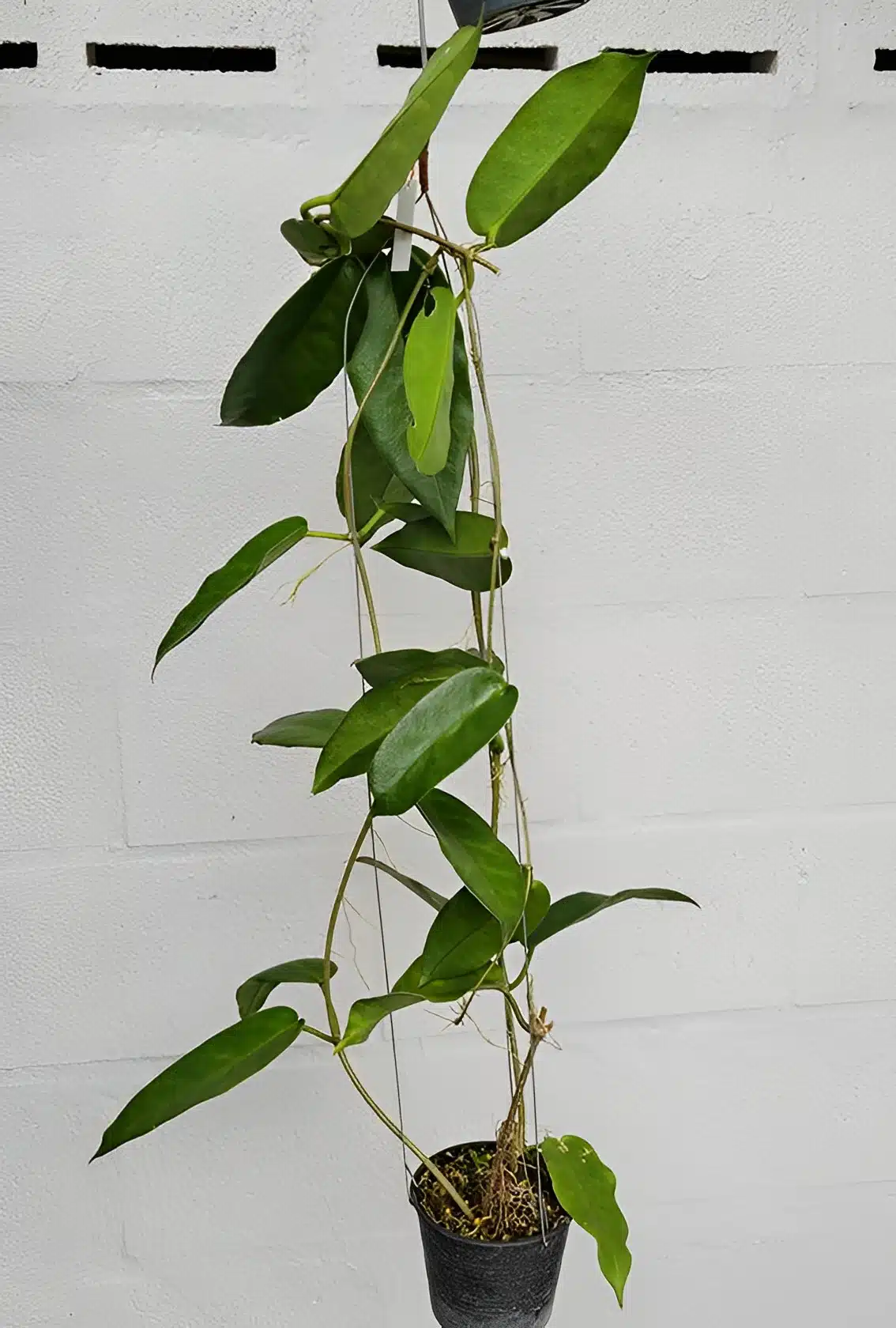 Buy large plant Hoya onychiodes online
