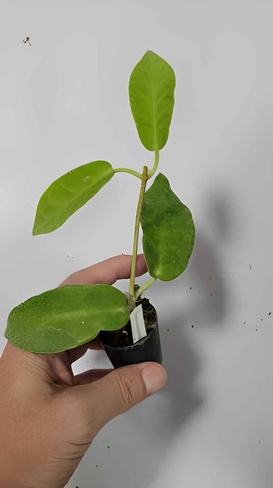 Hoya onychiodes rooted cutting for sale