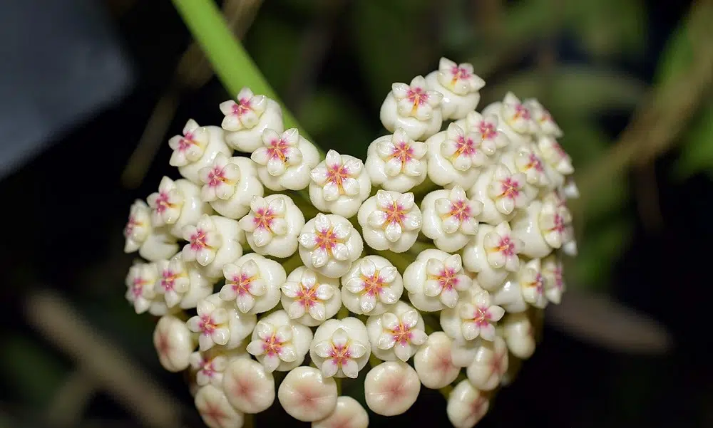 Hoya pachyclada var. pink