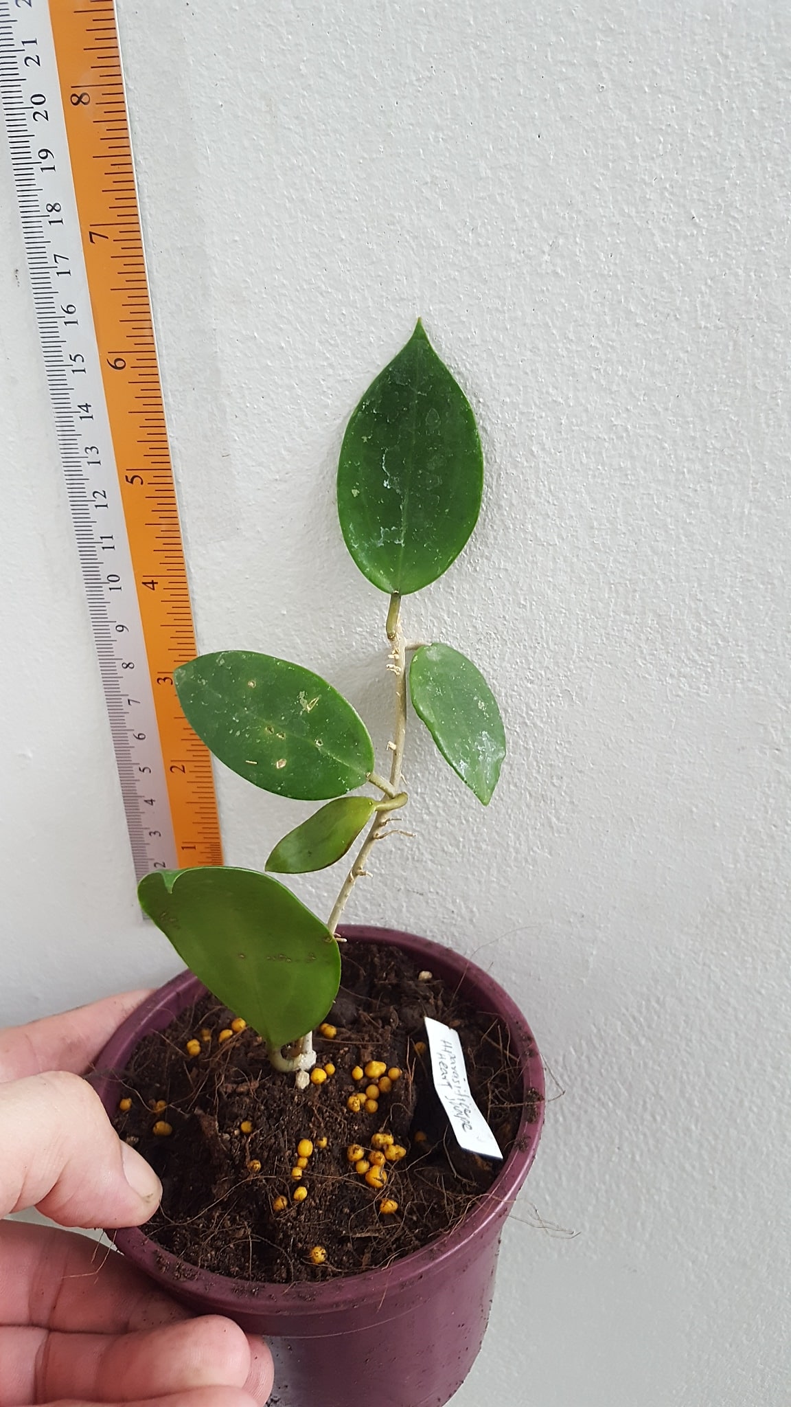 Hoya parasitica foliage