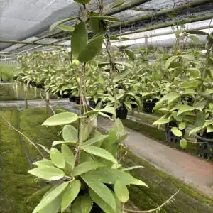 Hoya parasitica - large plant for sale