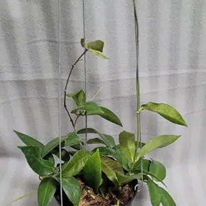 Hoya patella large plant for sale