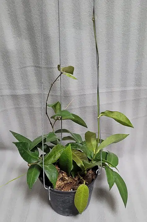 Hoya patella large plant for sale