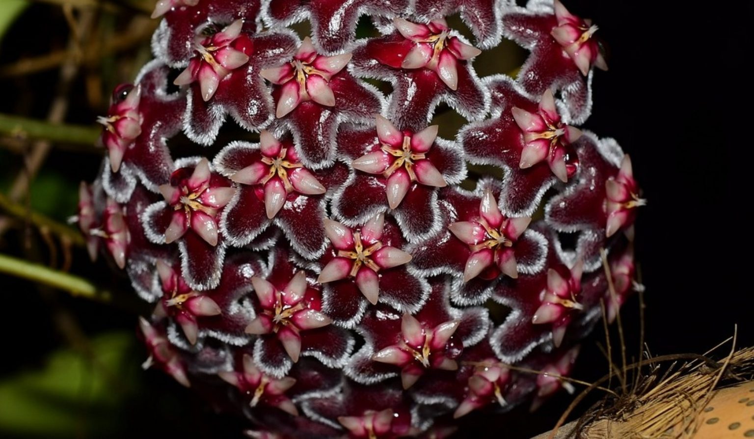 Hoya pubicalyx 'Black dragon' rooted cutting Tropics Home