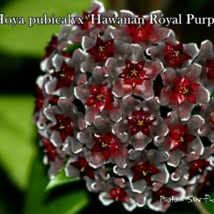 Hoya pubicalyx 'Royal hawaiian purple splash'