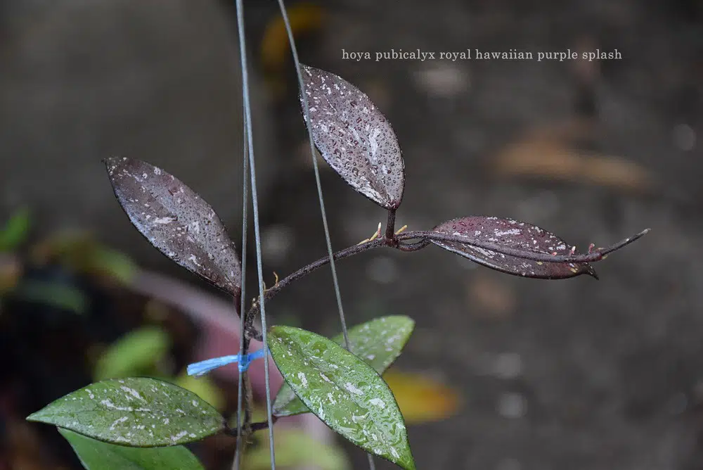 Hoya pubicalyx 'Royal hawaiian purple splash'