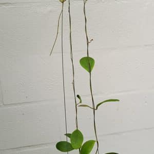 Hoya rintzii large plant