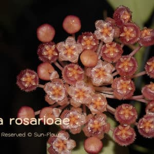 Hoya rosarioae