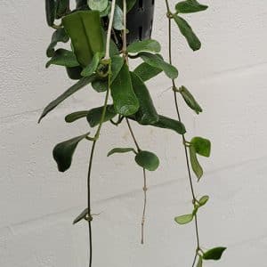 Hoya rotundifolia large plant for sale