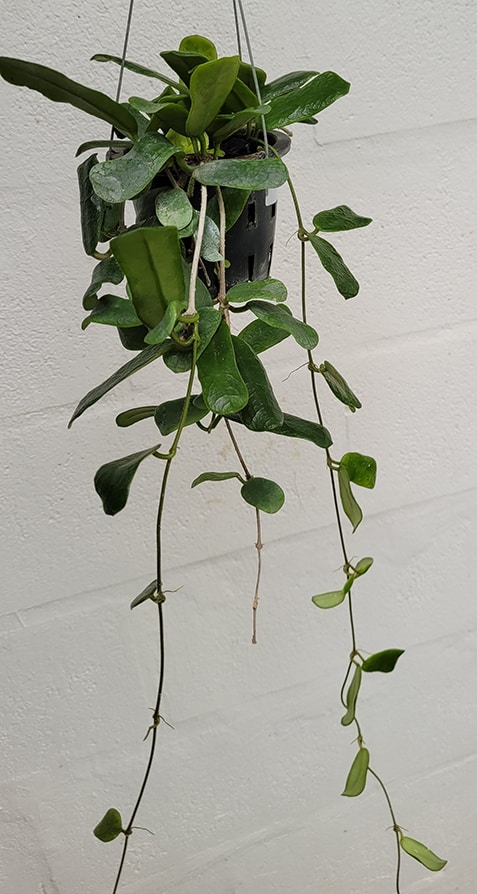 Hoya rotundifolia large plant for sale