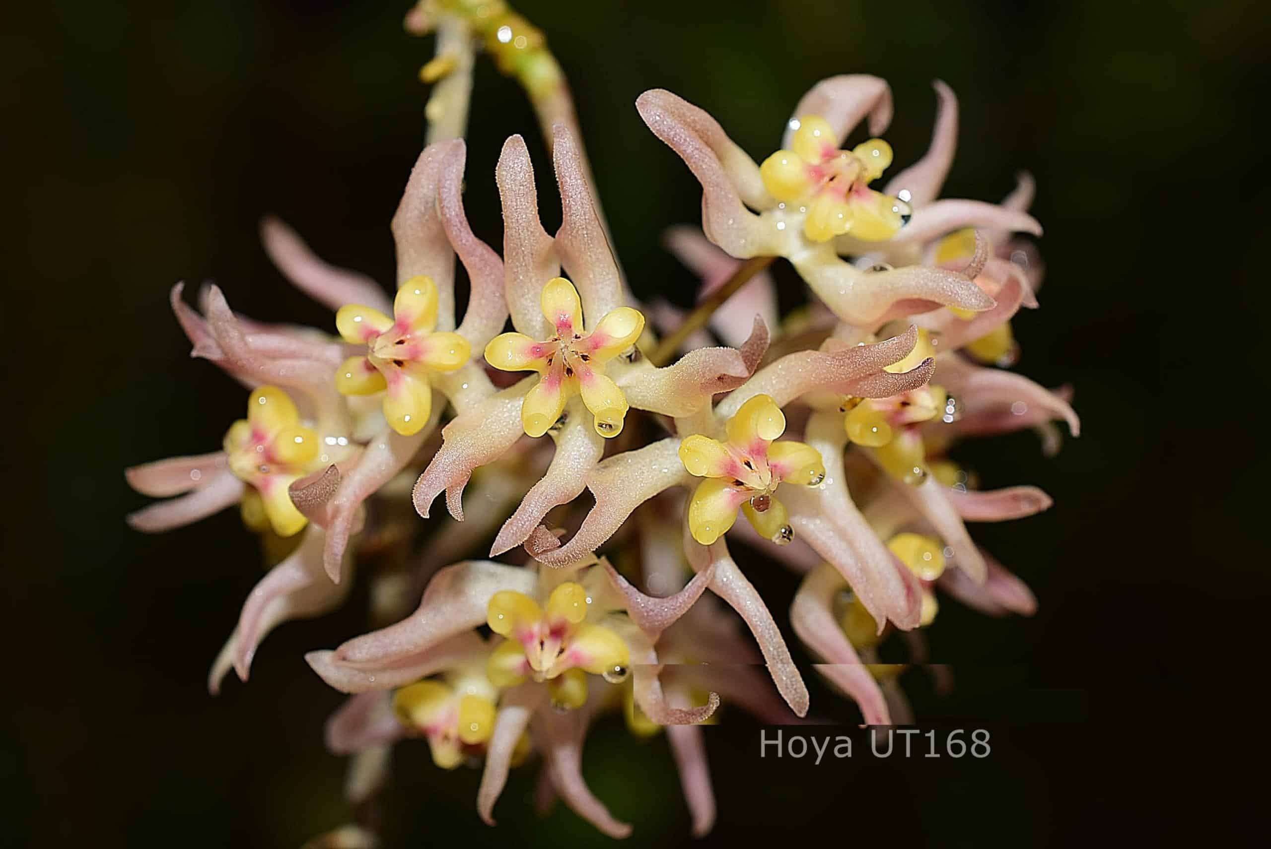 Hoya ruthiae